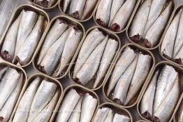 Image du Maroc Professionnelle de  Mise en boite des sardines fraiches dans une conserverie à Agadir, ville située au sud du Maroc, Vendredi 23 Août 2002. (Photo / Abdeljalil Bounhar) 